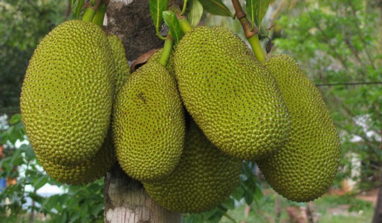 jackfruit-naslovna